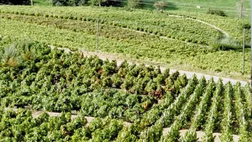 Désherbage vigne